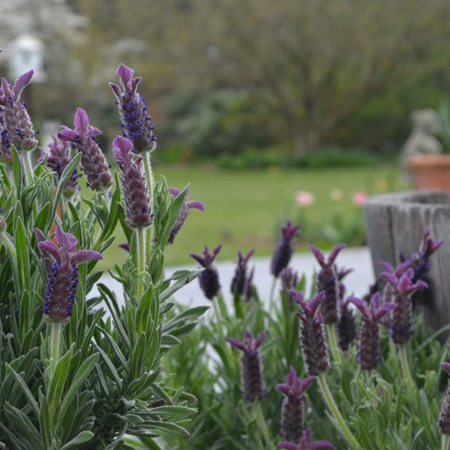 Lavender - Helmsdale