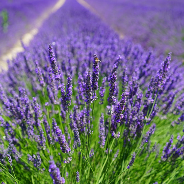 Lavender Hidcote