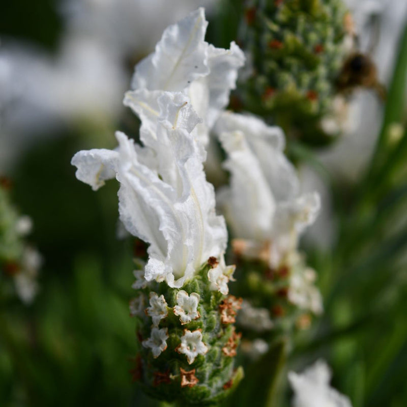 Lavender | Snow Princess