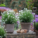 Lavender | Snow Princess