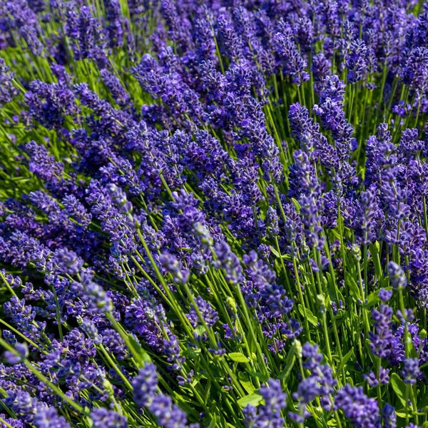 Lavender Intermedia Super