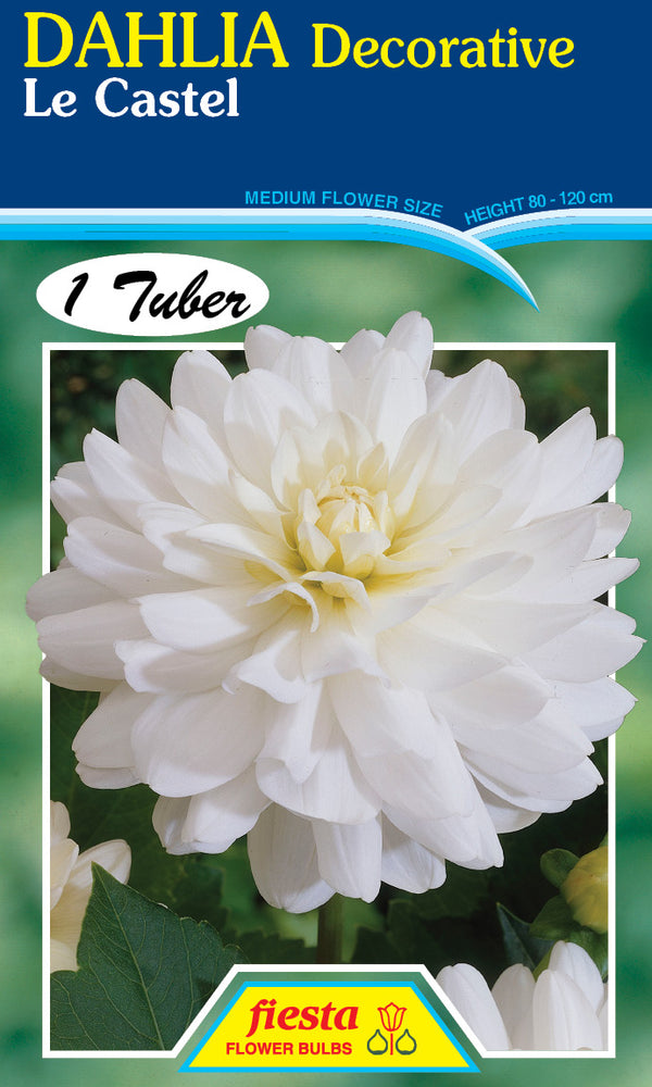DAHLIA 'Le Castel'