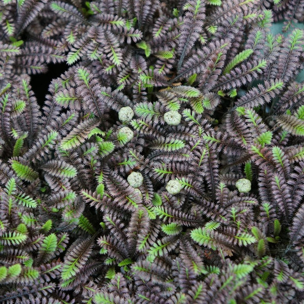 Leptinella 'Platts Black'