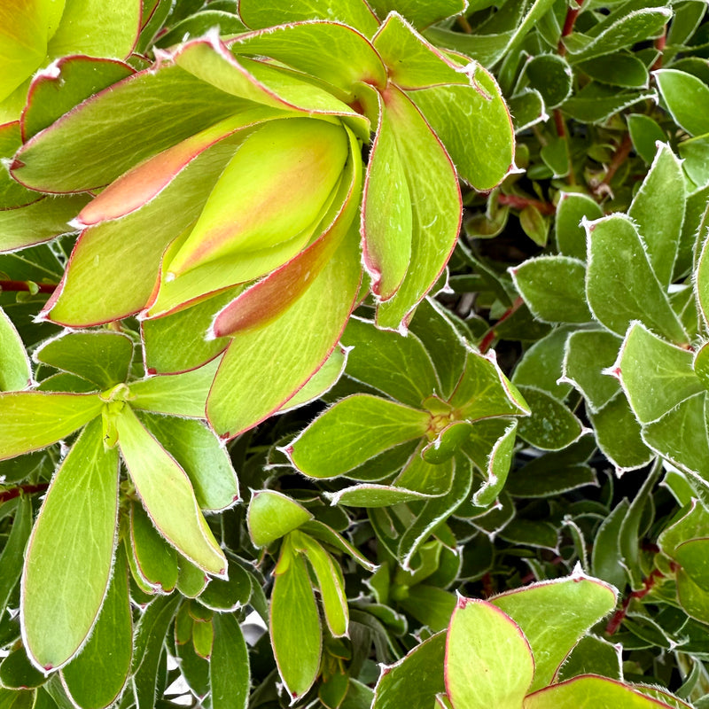 Leucadendron Waterlilly