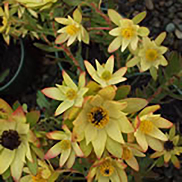 Leucadendron 'Wedding Bells'
