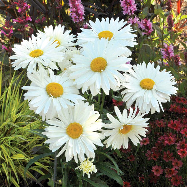 Leucanthemum Paladin