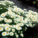 Leucanthemum Paladin