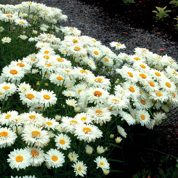 Leucanthemum Paladin