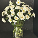 Leucanthemum | Snowball