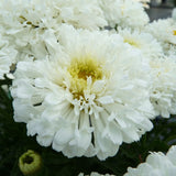 Leucanthemum | Snowball