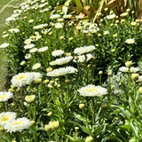 Leucanthemum | Snowball