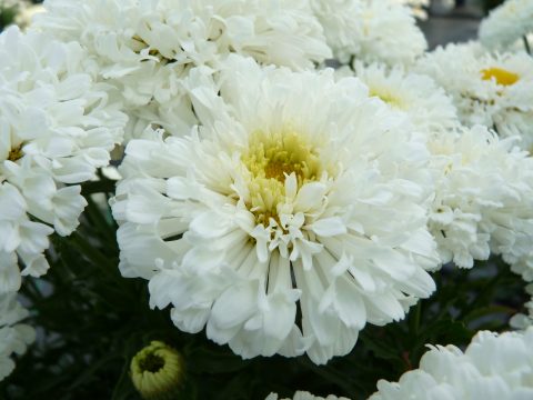Leucanthemum Snowball