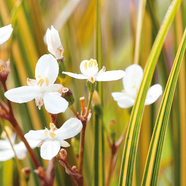 Libertia Ixioides (NZ Iris)