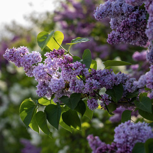 Syringa ‘Alice Eastwood’
