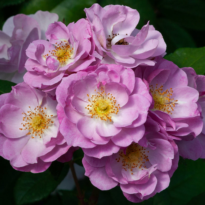 Patio Climbing Rose Lilac Bouquet