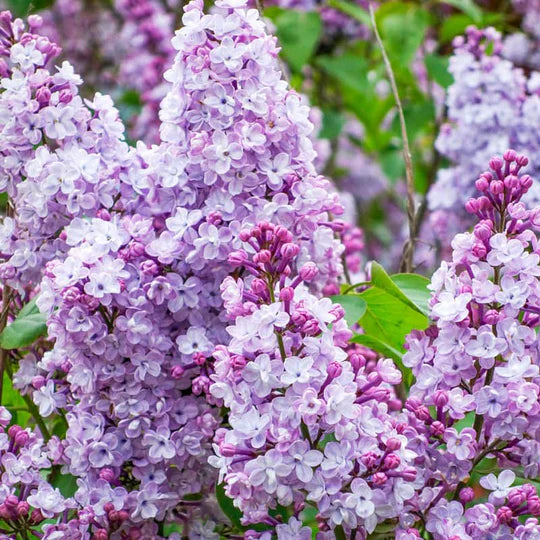 Syringa ‘Katherine Havemeyer'