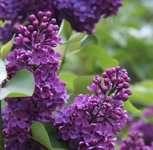 Syringa ‘Congo'