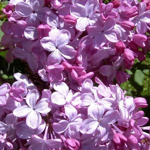 Syringa ‘Esther Stanley'