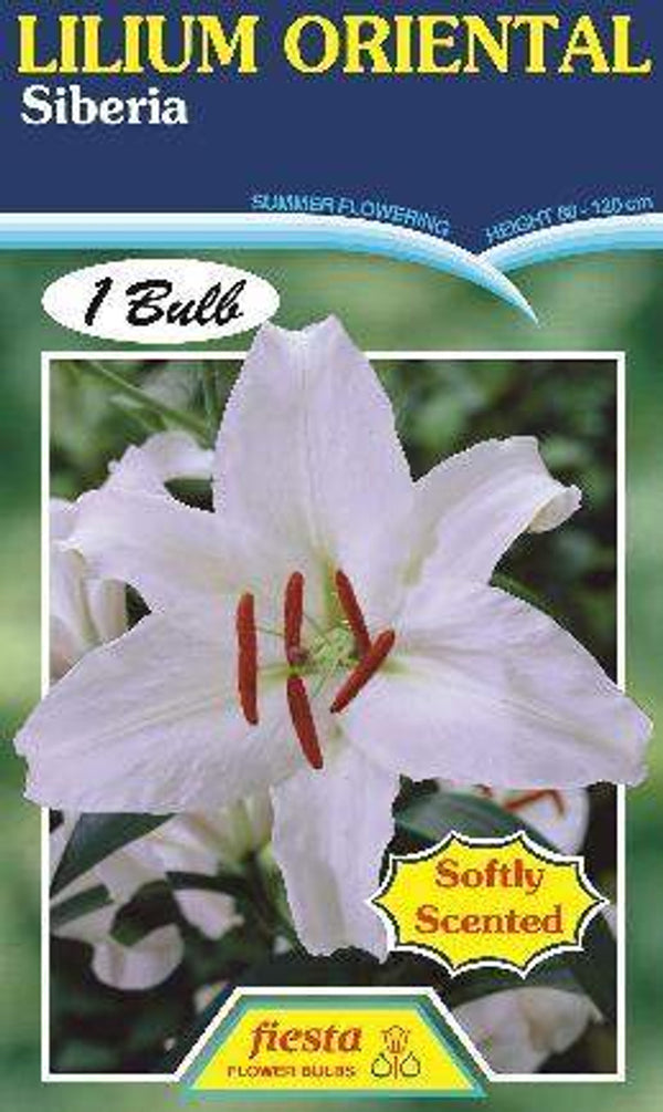 Lilium Siberia