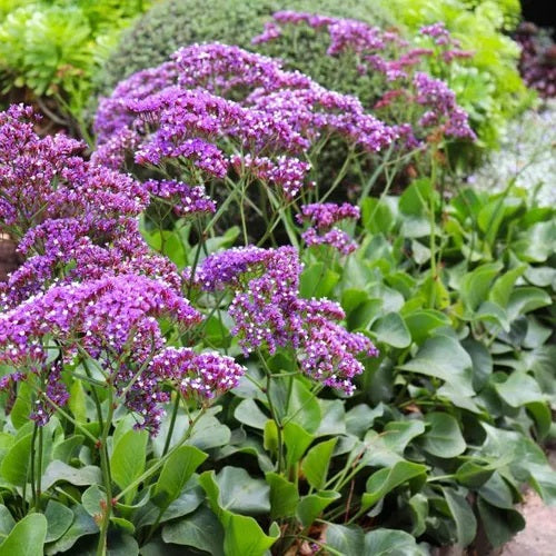 Limonium Salt Lake