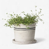 Lisbon Herb Pot | Small