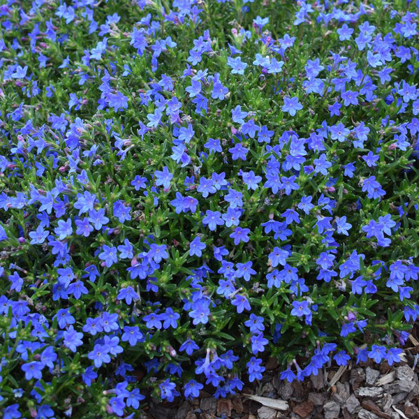 Lithodora diffusa 'Grace Ward'