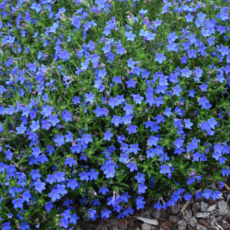 Lithodora diffusa 'Grace Ward'