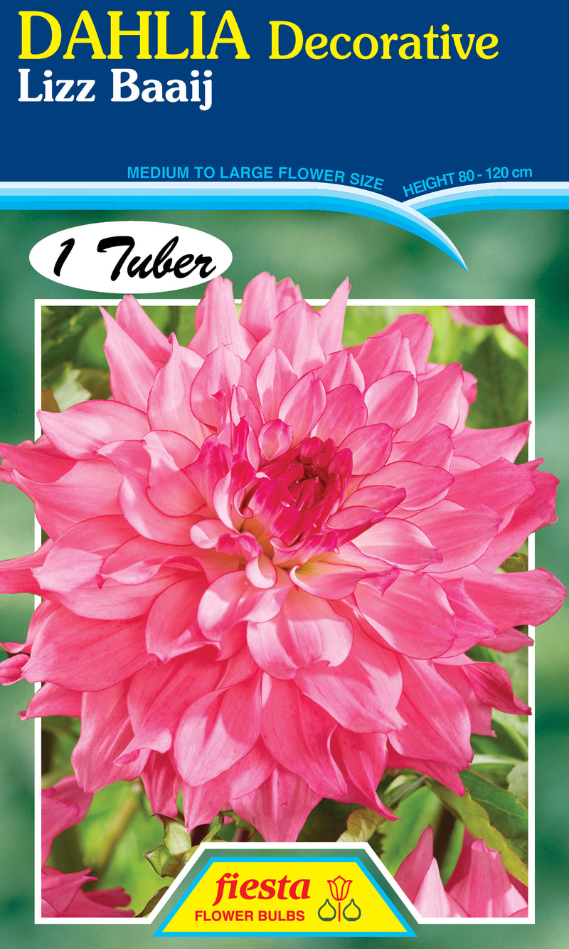 DAHLIA 'Lizz Baaij'