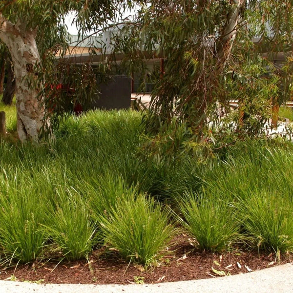 Lomandra Lime Tuff