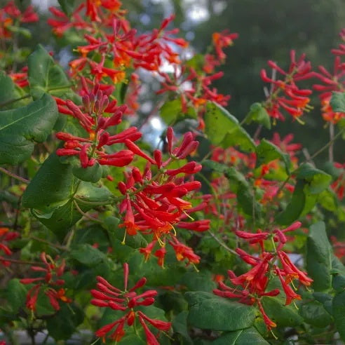 Lonicera Dropmore Scarlet (Honeysuckle)