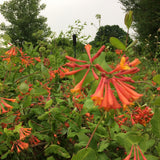 Lonicera Dropmore Scarlet (Honeysuckle)