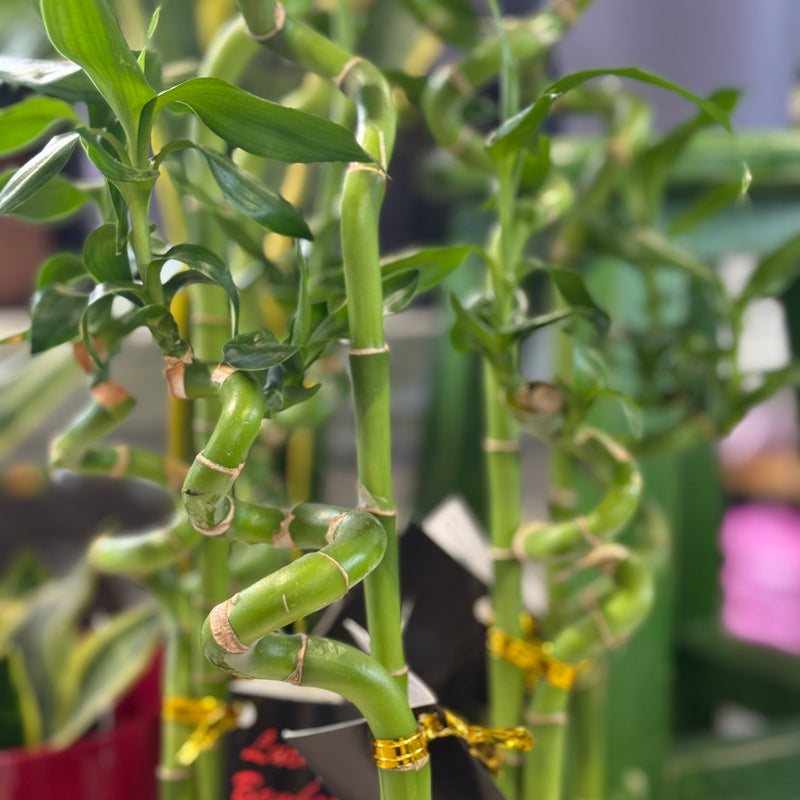 Lucky Bamboo Two Stems