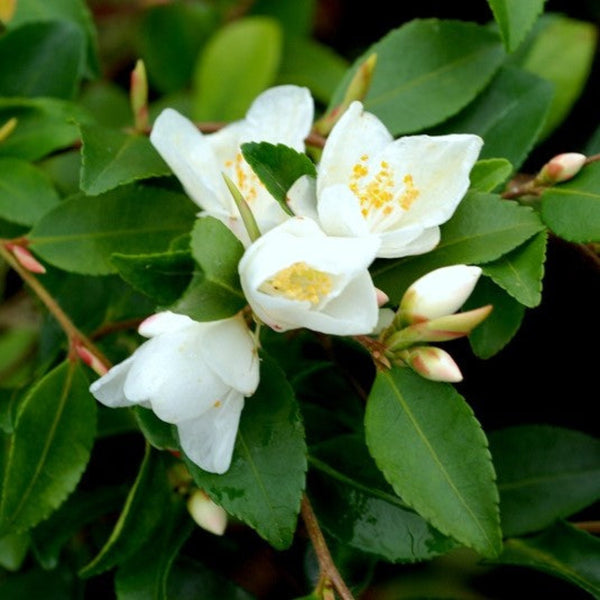 Camellia Lutchuensis