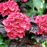 Hydrangea Merveille Sanguine (Bloody Marvellous)