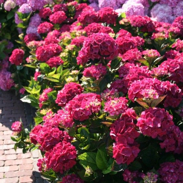 Hydrangea Merveille Sanguine (Bloody Marvellous)