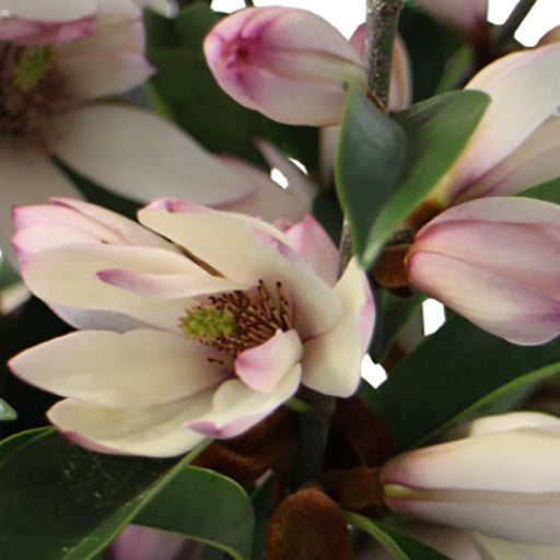 Michelia 'Allure' 1.2M Std