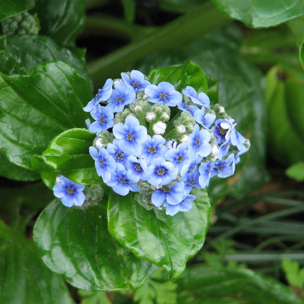 Myosotidium Hortensia