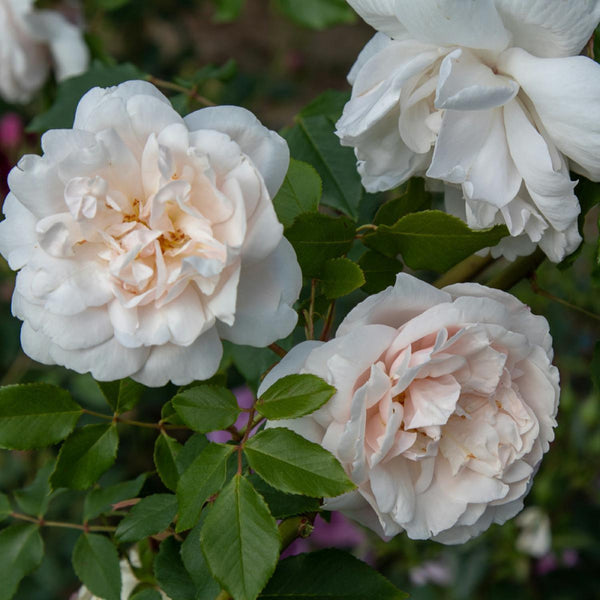 Climbing Rose Madam Alfred Carriere