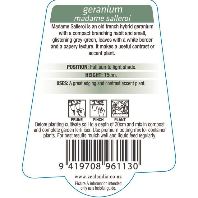 Geranium Madame Salleroi