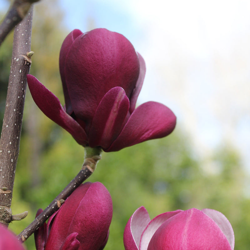 Magnolia 'Sentry'