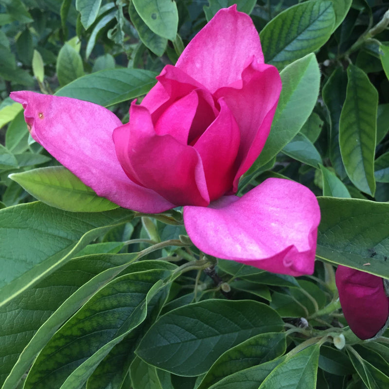 Magnolia 'Summer Magic"