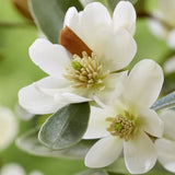 Magnolia | Church Mouse