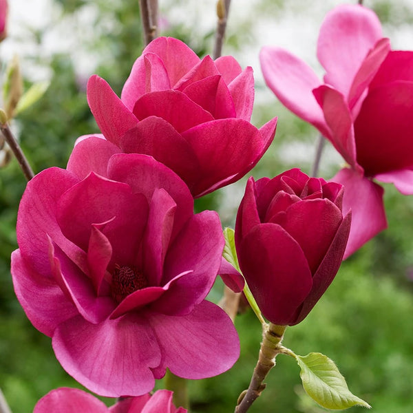 Magnolia 'Emperor'