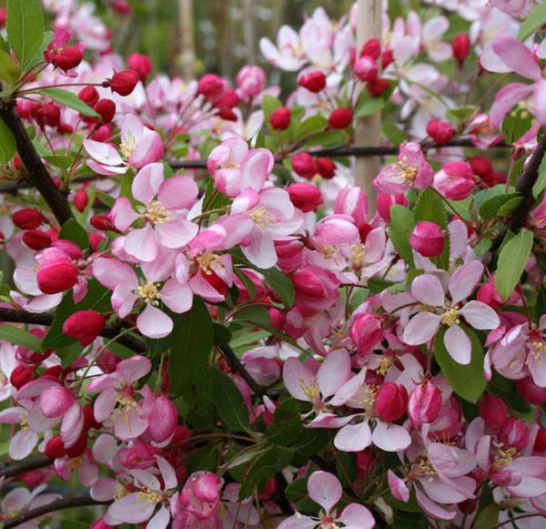 Malus 'Floribunda' 1.7M
