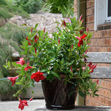 Mandevilla Forever Red