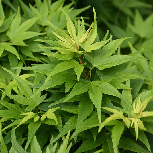 ACER ‘MIKAWA'