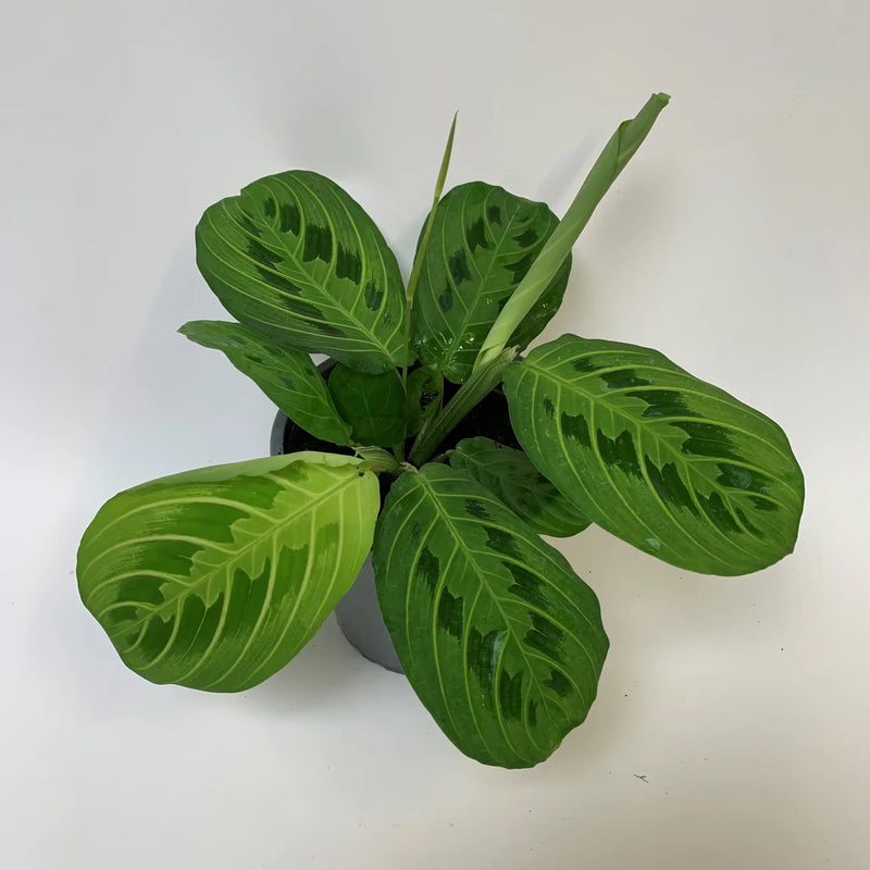 Maranta Leuconeura Lemon Lime