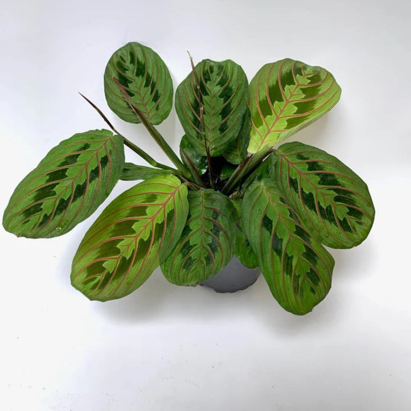 Maranta Leuconeura Erythroneura Red Stripe