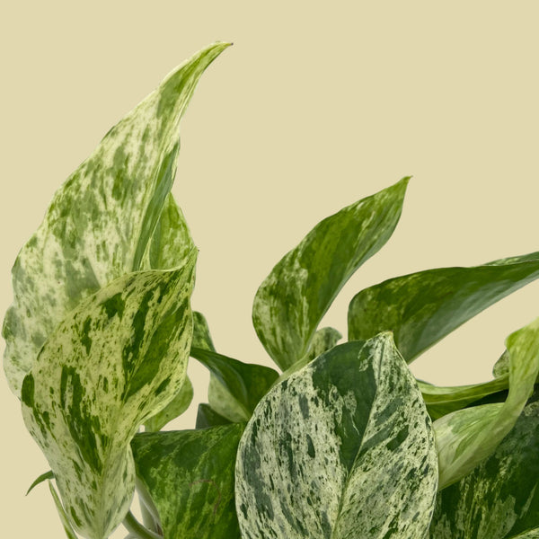 Epipremnum Aureum "Marble Queen"