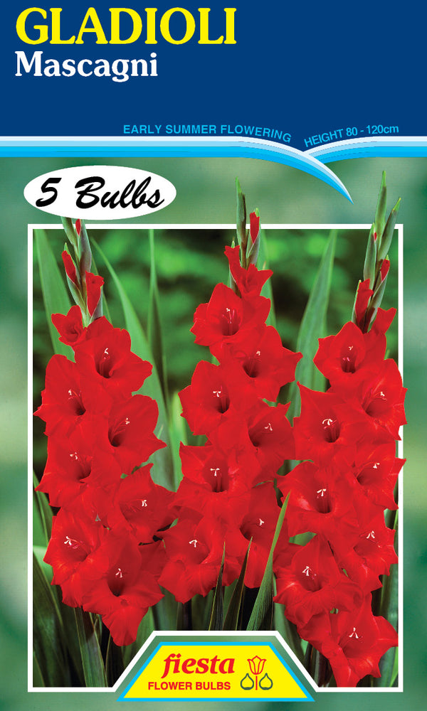 Gladioli 'Mascagni'